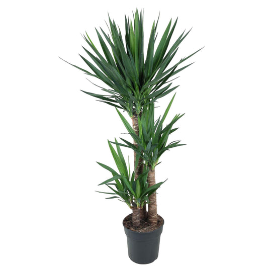 Yucca Palme 140 cm – Eleganter Elefantenfuß für Zuhause