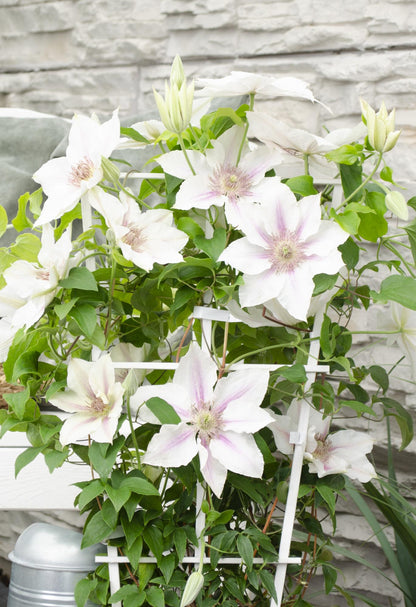 Clematis Corinne - Clematis Evison WeiÃŸ Ø15cm - ↕65cm - Ø15 - ↨65cm