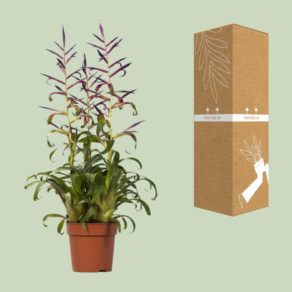 Tillandsia Mora - Ø12cm - ↕55cm