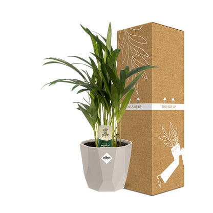 Dypsis Lutescens (Areca) 12cm in ELHO b.for rock 14 cm warm grey