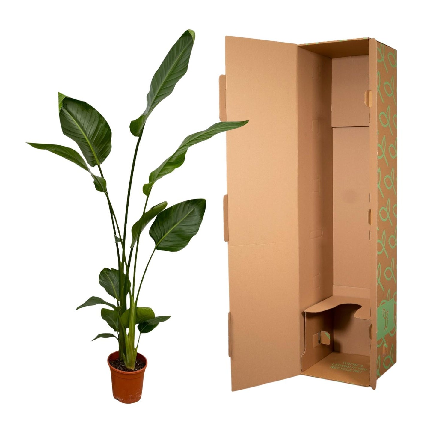 2x Baumstrelitzie 130 cm – Exotisches Zimmerpflanzen-Set
