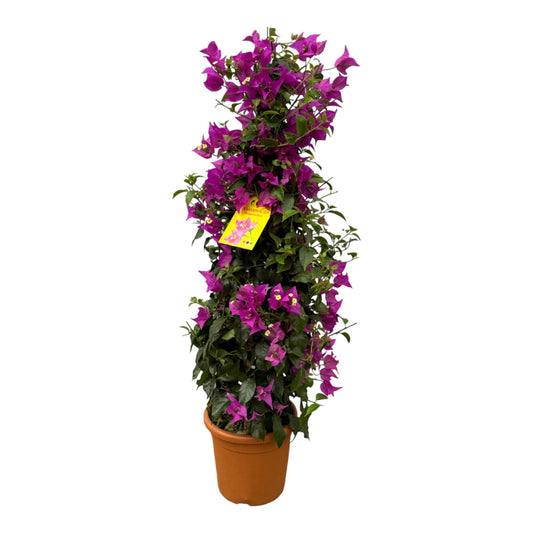Drillingsblume Pyramide 80 cm – Mediterrane Kübelpflanze