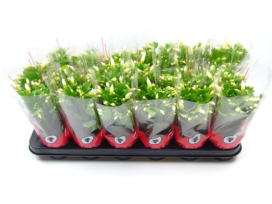 Schlumbergera 9 Cm Wit - Ø9cm - ↕25cm