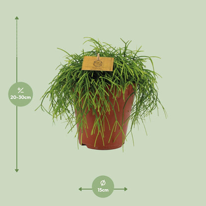 Rhipsalis Cashero - Ø15cm - ↕25cm