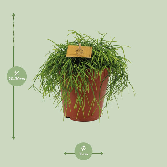 Rhipsalis Cashero - Ø15cm - ↕25cm