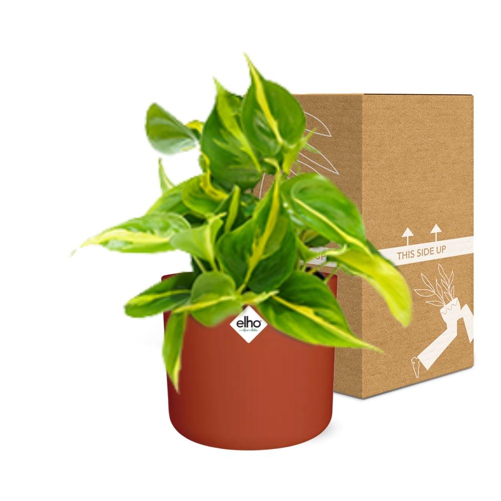 Philodendron Scandens ‘Brasil’ in ELHO b.for soft rond 14cm brique