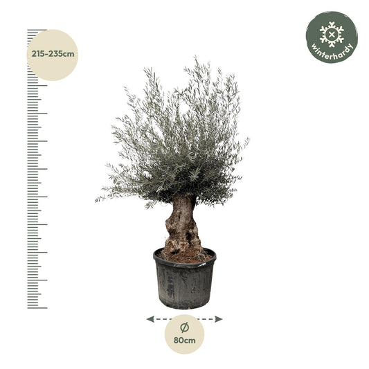 Olivenbaum Bonsai 270 cm – Mediterrane Eleganz