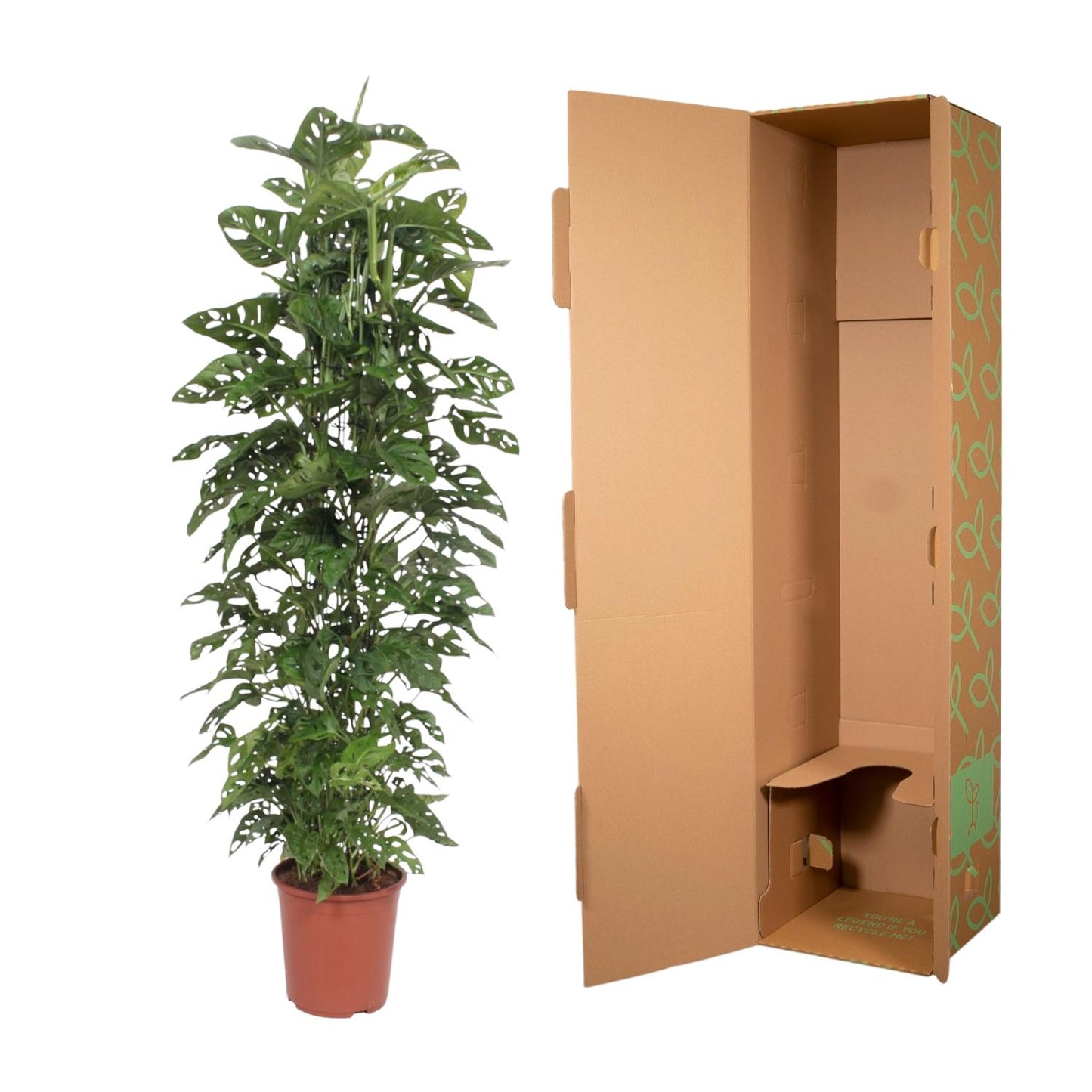 Monstera Monkey Leaf mit 180cm Rankgerüst – Fensterblatt Pflanze
