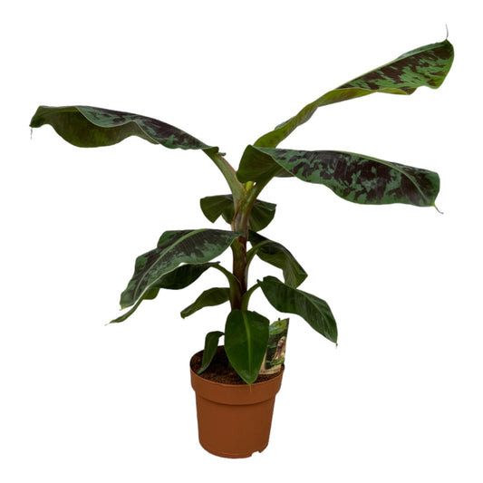 Bananenpflanze 'Musa' – Tropische Zimmerpflanze 80 cm