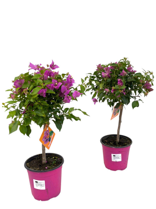 Bougainvillea Sanderiana Op Stam - 1 Stück - Ø17cm - ↕55cm