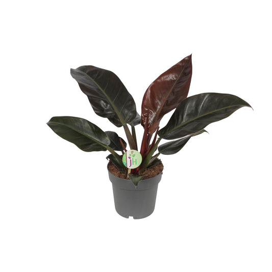 Philodendron Imperial Red - Ø19cm - ↕55cm