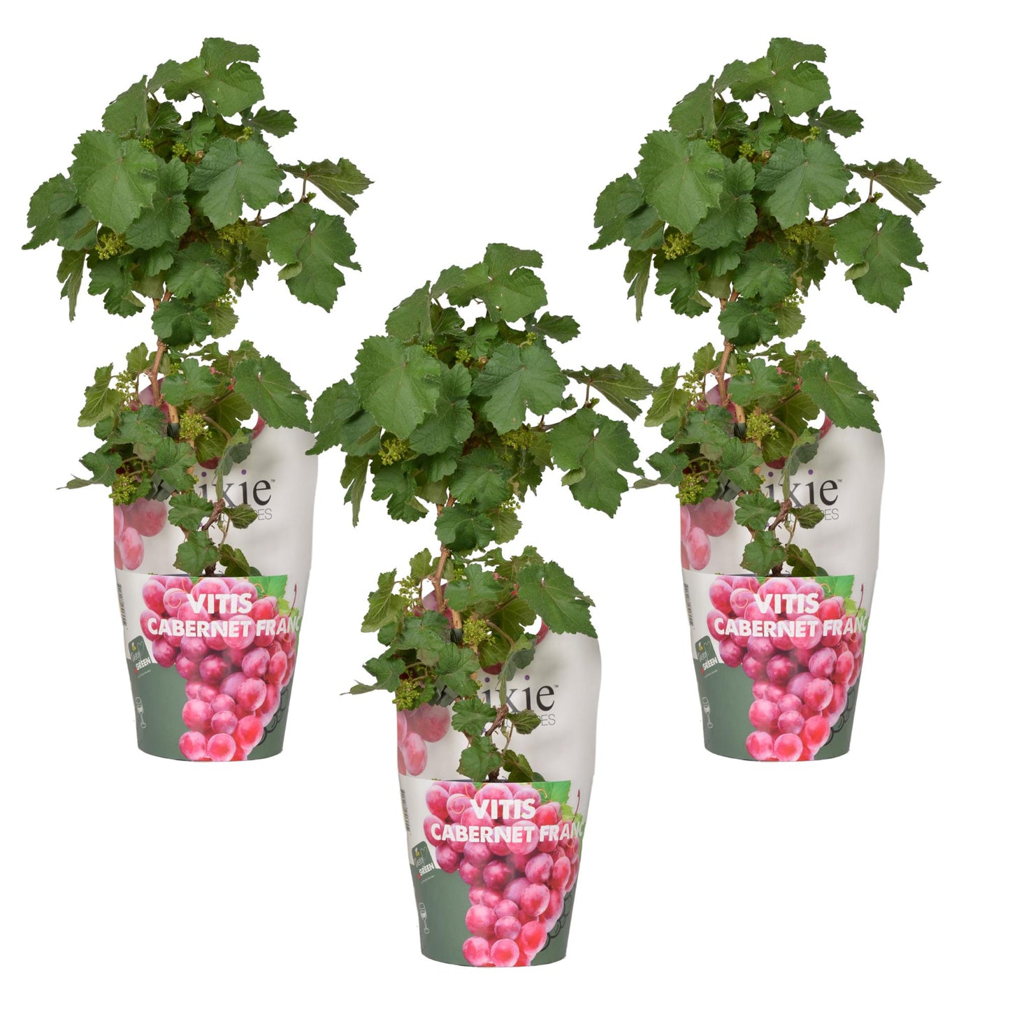 3x - Vitis Pixie 'Cabernet Franc' - ↨30cm - Ø14