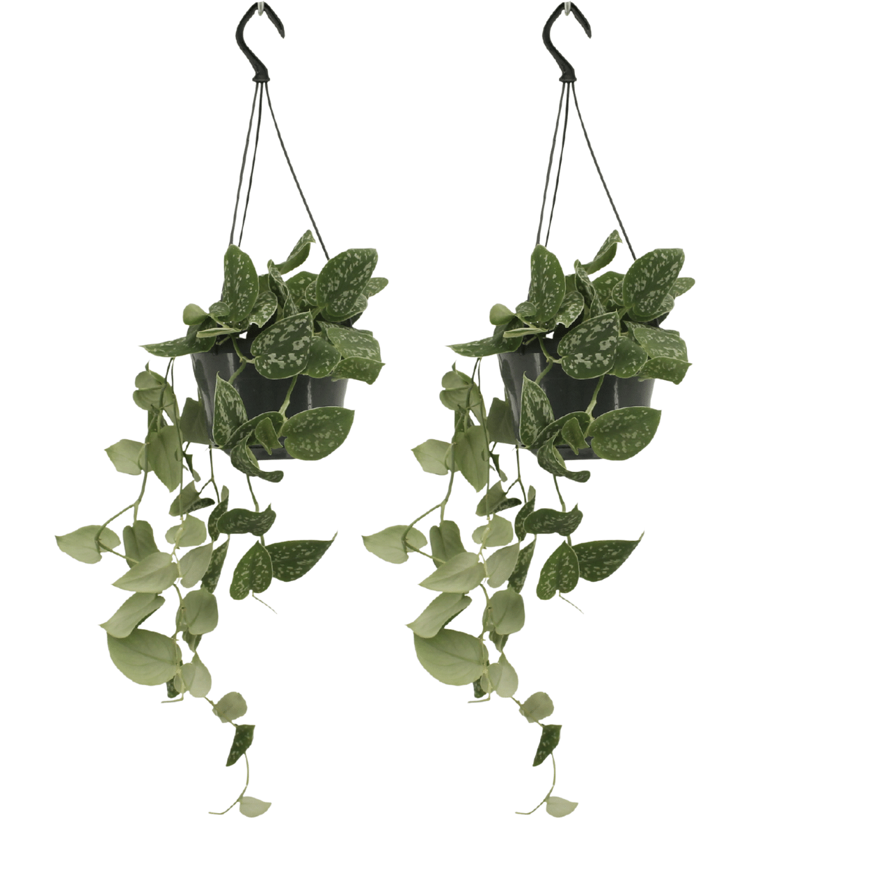 Scindapsus Pictus (Epipremnum) - 2 Stücke - Ø15cm - ↕20cm