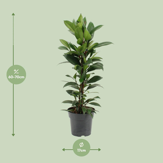 Ficus Cyathistipula - Ø17cm - ↕70cm