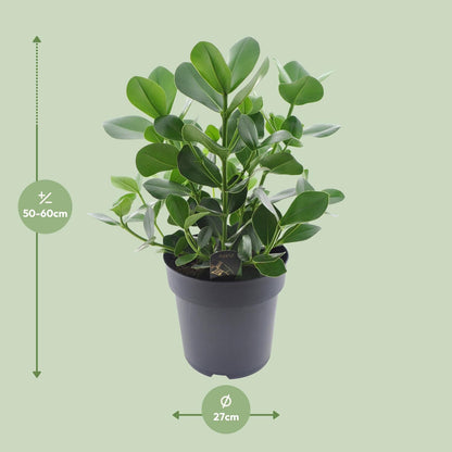 Clusia Rosea Princess - Ø27cm - ↕60cm