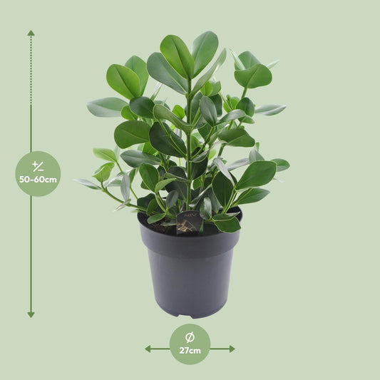 Clusia Rosea Princess - Ø27cm - ↕60cm