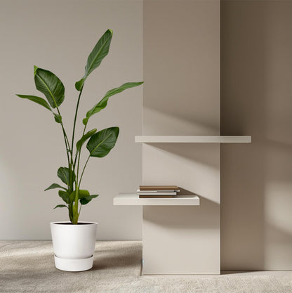 2x Baumstrelitzie 130 cm – Exotisches Zimmerpflanzen-Set
