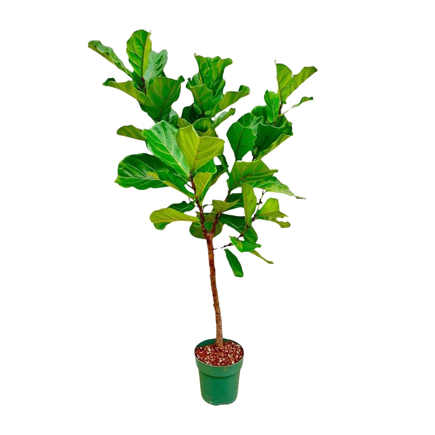 Geigenfeige Stamm – 170 cm – Stilvolle Zimmerpflanze