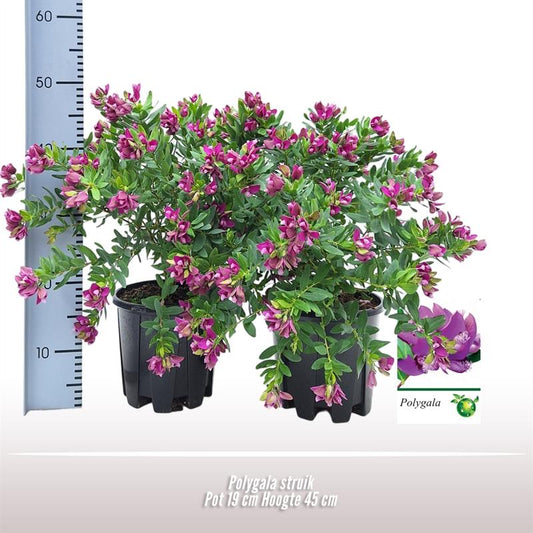 Polygala Struik - Ø19cm - ↕45cm
