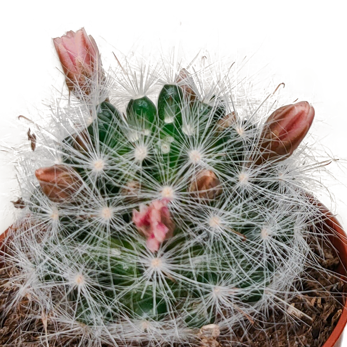 Kakteenmischung 5,5 cm - zonder pot bloeiend - 5x