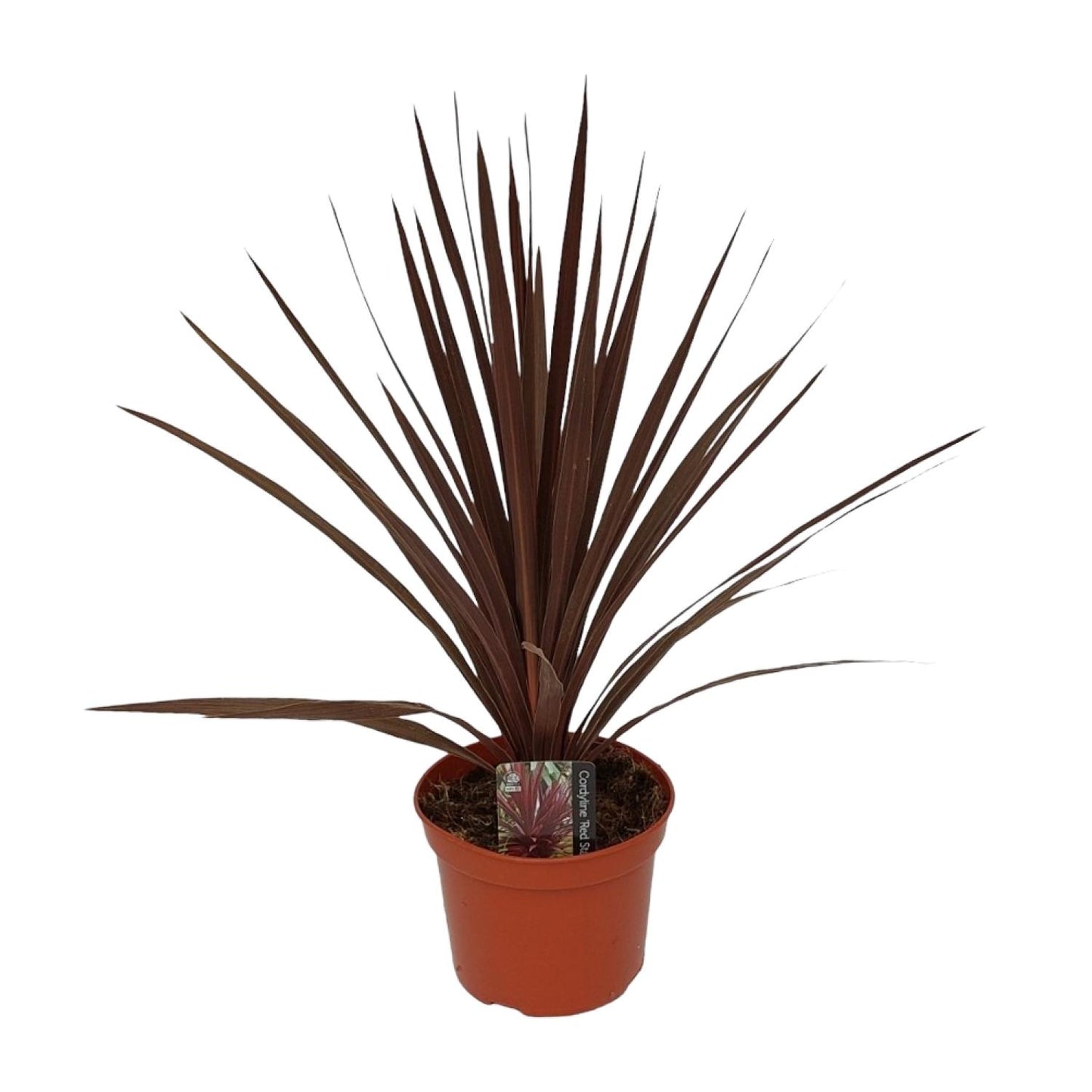 Cordyline Australis Red Star - Ø17cm - ↕60cm