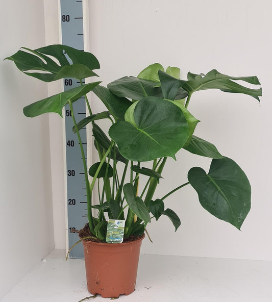 Monstera Deliciosa