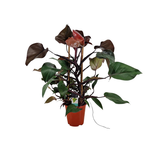Philodendron Ruby Pyramide - Ø19cm - ↕75cm
