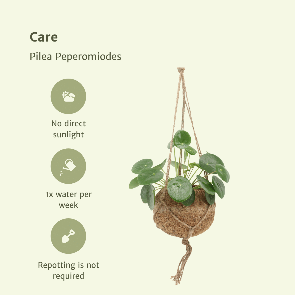 2x Kokodama Pilea Peperomiodes - Pfannkuchenpflanze - 20cm - ø15