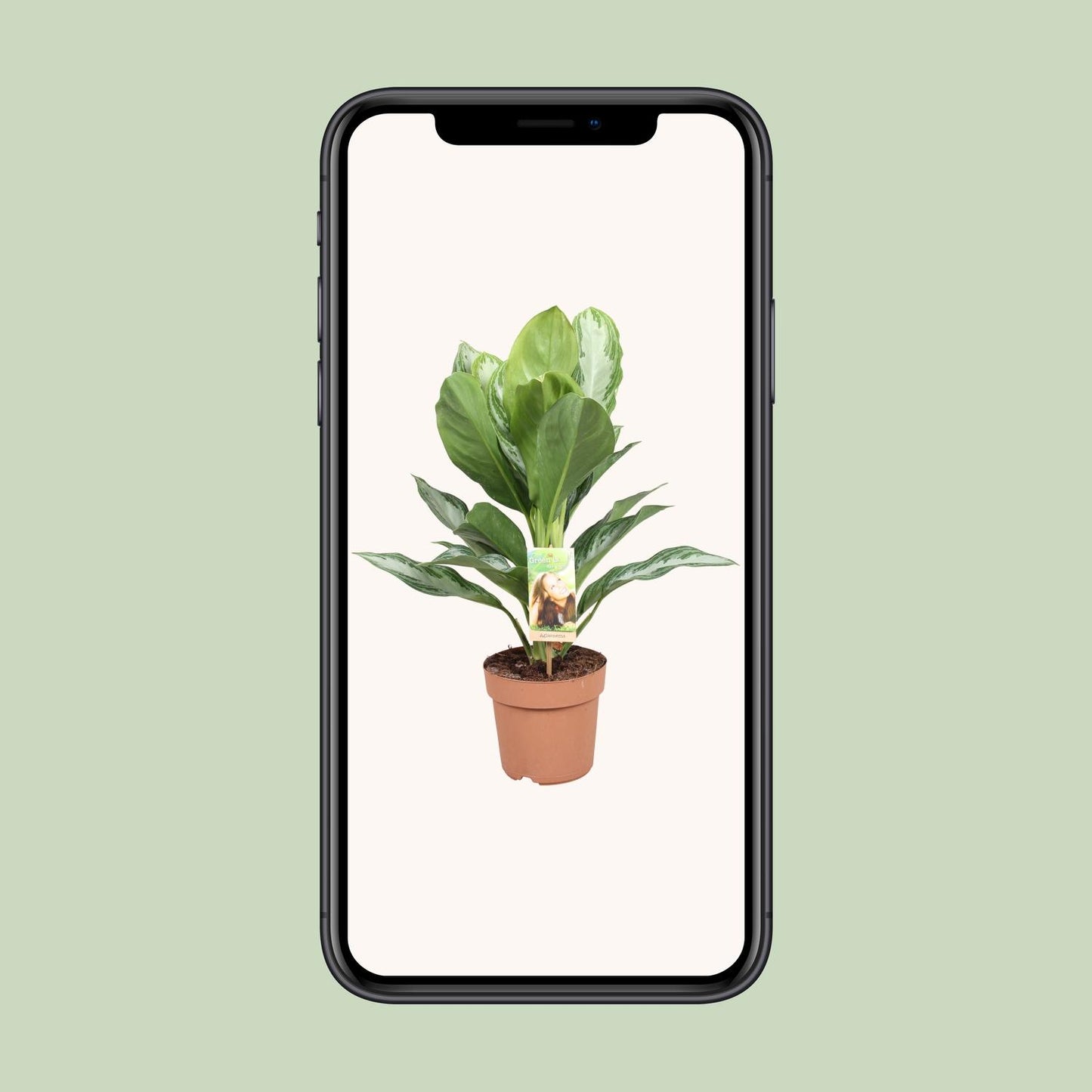 Aglaonema Silver Bay - Chinesisches Immergrün - Ø17cm - ↕55cm