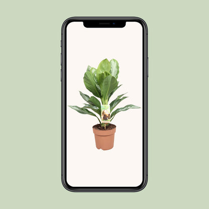 Aglaonema Silver Bay - Chinesisches Immergrün - Ø17cm - ↕55cm