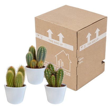 Säulenkaktus Mix 3er Set – Pflegeleichte Kakteen 15-25 cm