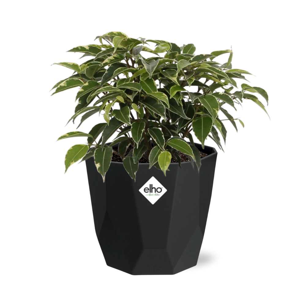 Ficus Benjamina Kinky in 14cm b.for rock living black