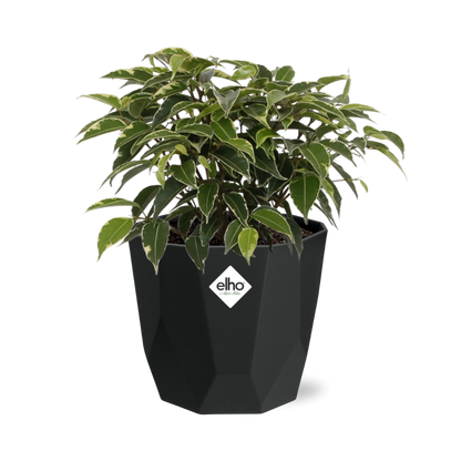 Ficus Benjamina Kinky in 14cm b.for rock living black