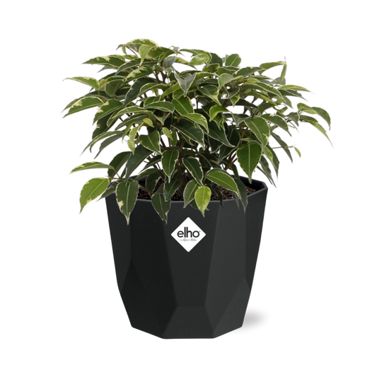 Ficus Benjamina Kinky in 14cm b.for rock living black