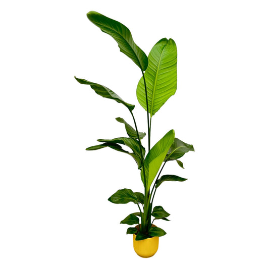 Paradiesvogelblume Nicolai 130 cm mit Topf – Tropische Zimmerpflanze