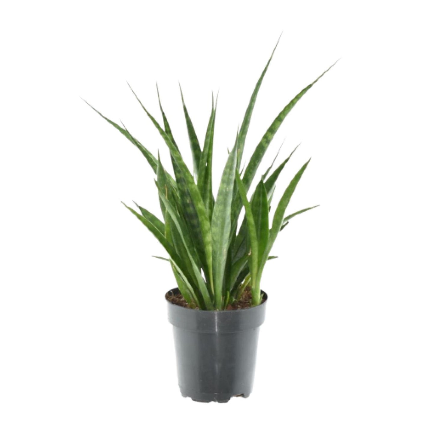 Bogenhanf Kirkii 3er Set – Exotische, pflegeleichte Zimmerpflanzen