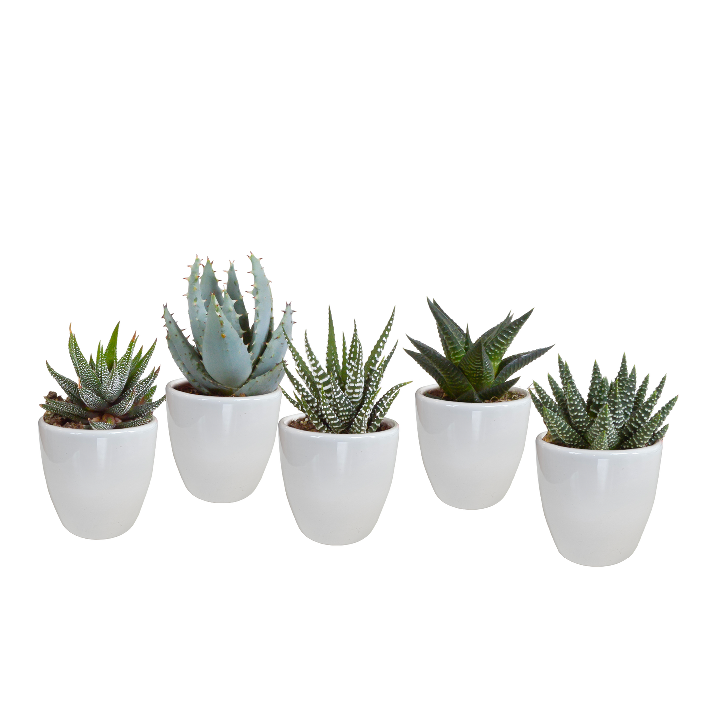 Gasterie & Haworthie Mix – Pflegeleichter Sukkulenten Set 5,5 cm