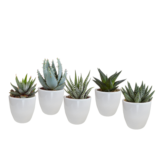 Gasterie & Haworthie Mix – Pflegeleichter Sukkulenten Set 5,5 cm