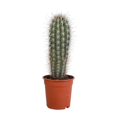 Pachycereus pringlei - 17cm - zonder pot