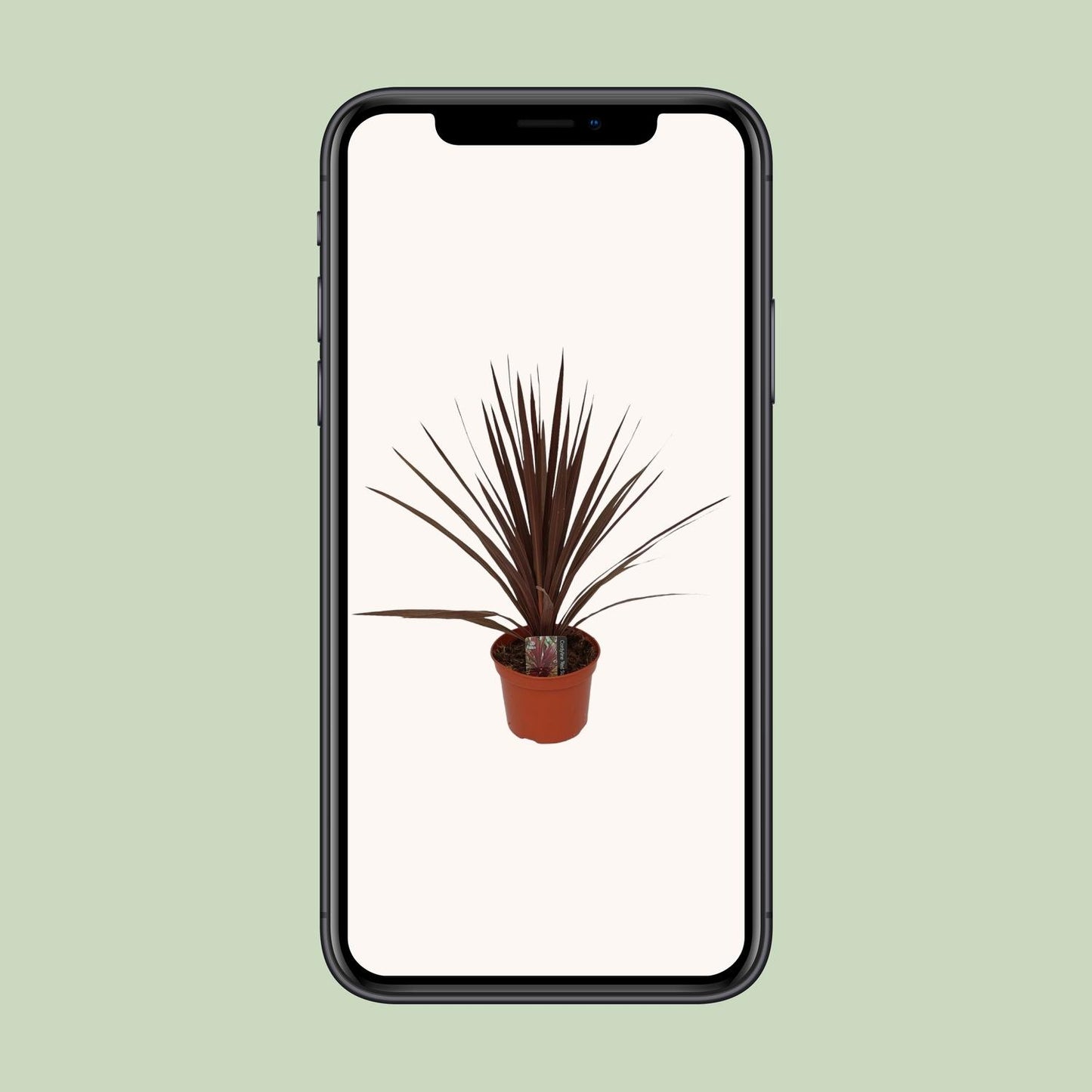 Cordyline Australis Red Star - Ø17cm - ↕60cm