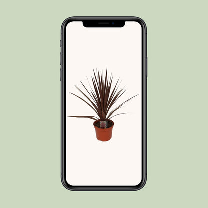 Cordyline Australis Red Star - Ø17cm - ↕60cm