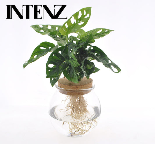 Monstera Adansonii in Bolglas + Klikkurk - Ø12cm - ↕25cm