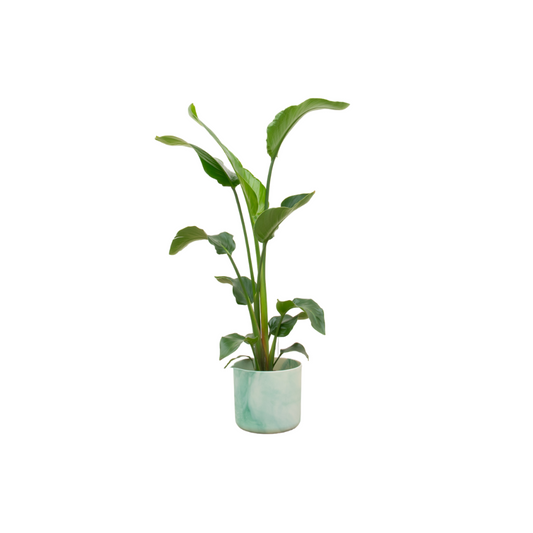 Paradiesvogelblume Strelitzia Nicolai 100 cm im Elho Topf