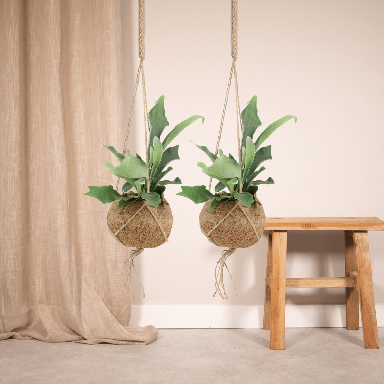 2x Kokodama Platycerium Hang - Hirschhornfarn - 35cm - ø15