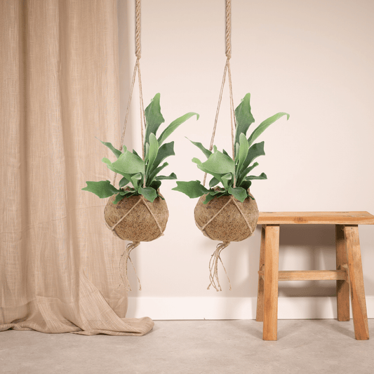 2x Kokodama Platycerium Hang - Hirschhornfarn - 35cm - ø15