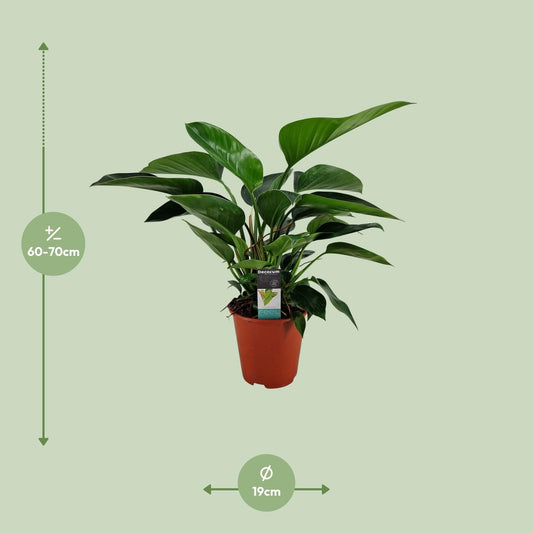 Philodendron Congo Apple - Ø19cm - ↕65cm