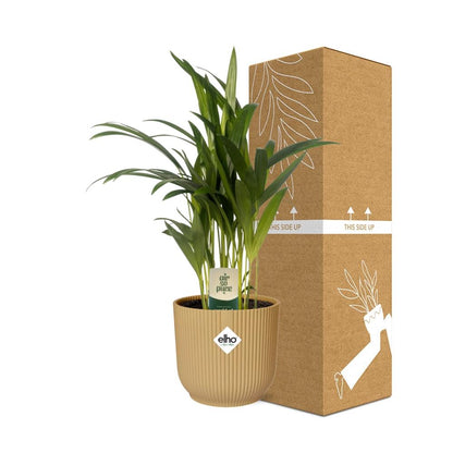 Dypsis Lutescens (Areca) 12cm in ELHO Vibes Fold 14cm geel