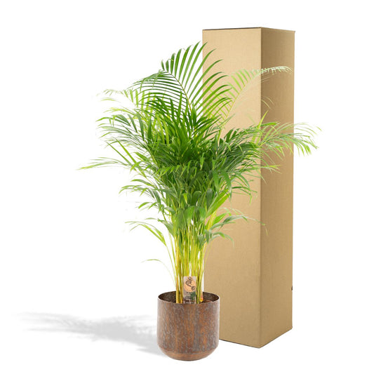 Goldfruchtpalme 130 cm – Stilvolle Areca-Palme im Topf