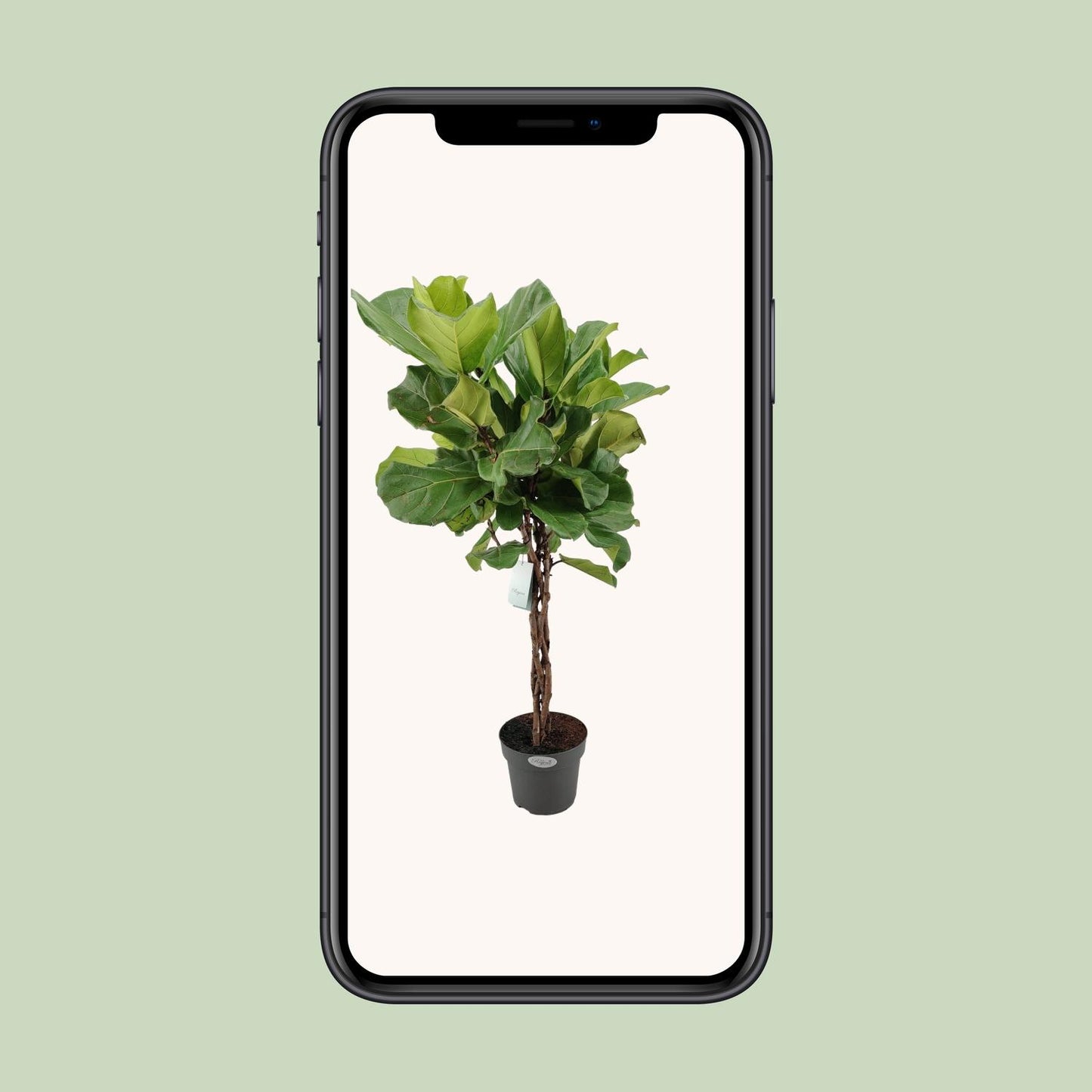 Ficus Lyrata Geflechtstamm - Ø24cm - ↕100cm
