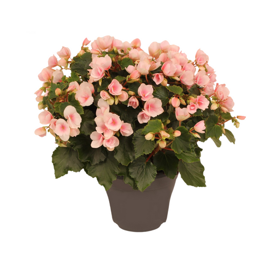 Begonia Betulia''light'' Licht Rose Decorum